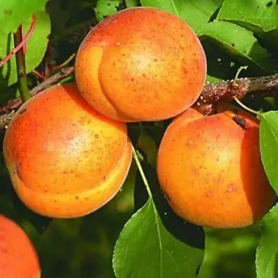 Абрикос СПАДЧЫНА в Дзержинске