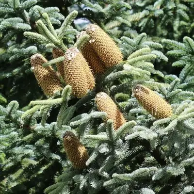 Пихта благородная в Дзержинске