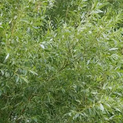 Ива ВИТЕЛЛИНА белая  в Дзержинске