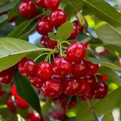 Вишня ГИРЛЯНДА в Дзержинске