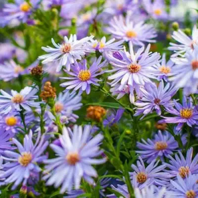 Астра ЛИТТЛ КАРЛОУ сердцелистная в Дзержинске