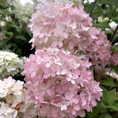 Гортензия БОМБШЕЛ метельчатая в Дзержинске