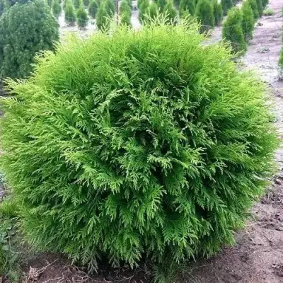 Туя ЛИТЛ ЧЕМПИОН западная в Дзержинске