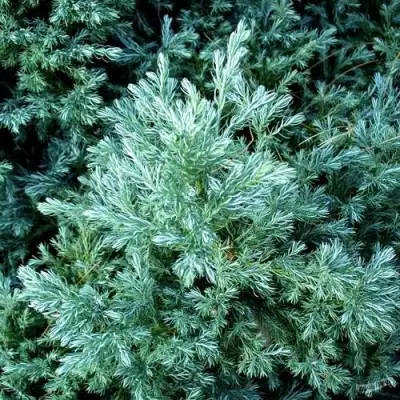 Кипарисовик БУЛЕВАРД горохоплодный в Дзержинске