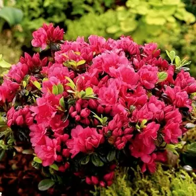 Азалия КАНЗОНЕТТА японская в Дзержинске