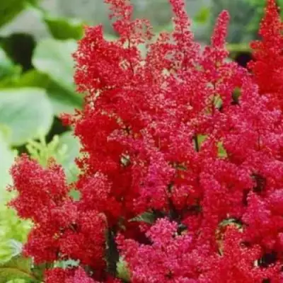 Астильба ЭТНА Арендса в Дзержинске