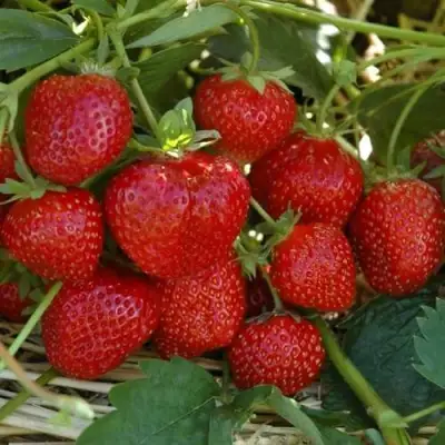 Клубника ЗЕНГА-ЗЕНГАНА в Дзержинске