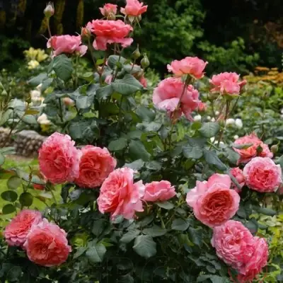 Роза ЛОРАН КАБРОЛЬ шраб в Дзержинске