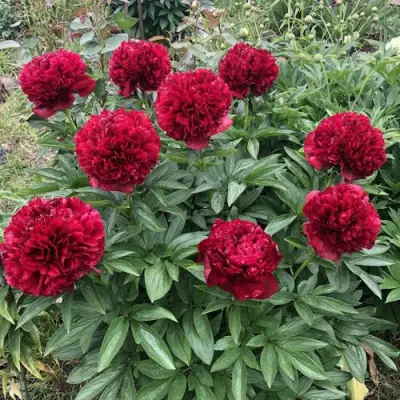 Пион ГАЛАКТИКА травянистый в Дзержинске