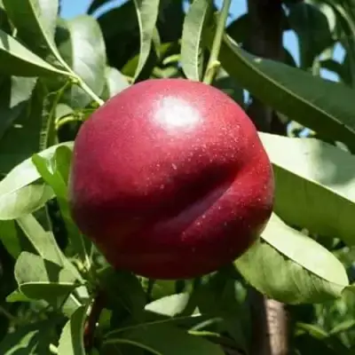 Нектарин БИГ-ТОП в Дзержинске