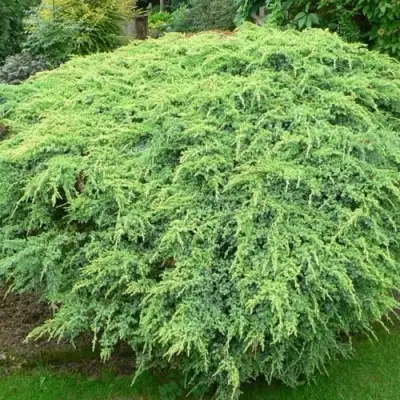 Можжевельник ХОЛГЕР чешуйчатый в Дзержинске