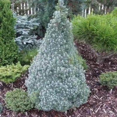 Ель САНДЕРС БЛЮ канадская в Дзержинске