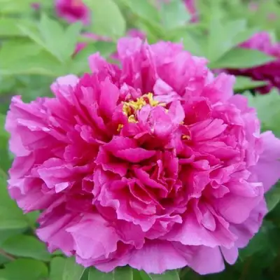 Пион ЛИЛОВАЯ ФАНТАЗИЯ древовидный в Дзержинске