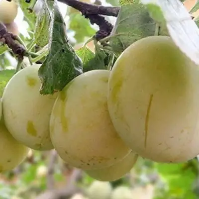 Слива УТРО в Дзержинске