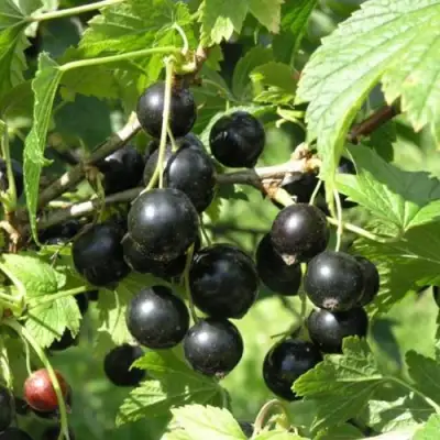 Смородина чёрная ПАМЯТЬ ВАВИЛОВА в Дзержинске