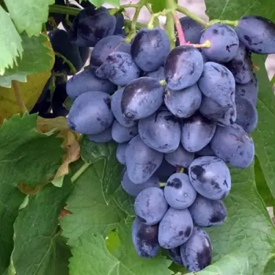 виноград Ромбик