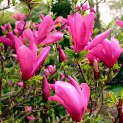 Магнолия СЬЮЗАН в Дзержинске