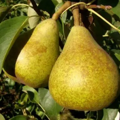 Груша ГЕНЕРАЛ ЛЕКЛЕРК в Дзержинске