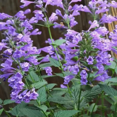 Котовник БЛЮ ДРИМС полусидячий в Дзержинске