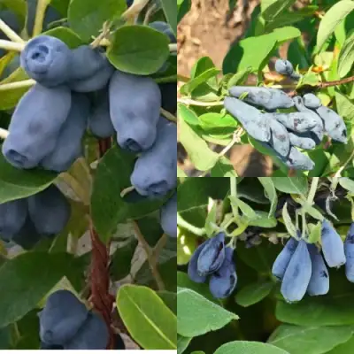 Комплект СЕВЕРНЫЕ ВИТАМИНЫ в Дзержинске