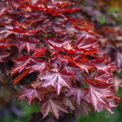 Клен КРИМСОН КИНГ остролистный в Дзержинске