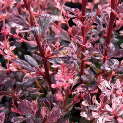 Барбарис АРЛЕКИН тунберга в Дзержинске