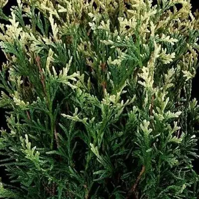 Туя ГОЛД ПЕРЛ западная в Дзержинске