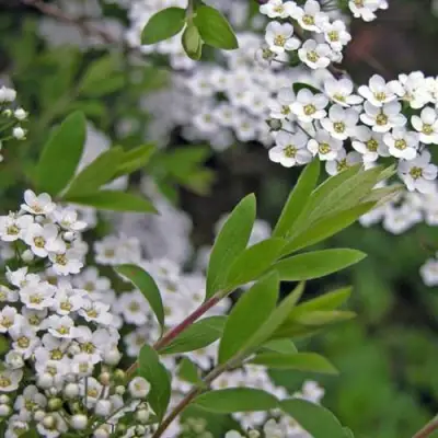 Спирея АРГУТА в Дзержинске