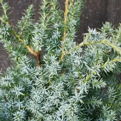 Можжевельник БЛЮ АЛЬПС китайский  в Дзержинске