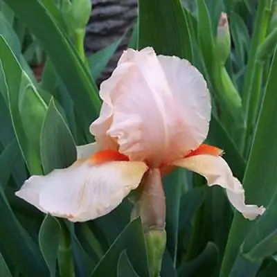 Ирис ПАТИ ДРЕСС бородатый в Дзержинске