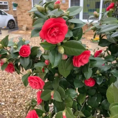 Камелия ЛЕДИ КЭМПБЕЛЛ в Дзержинске