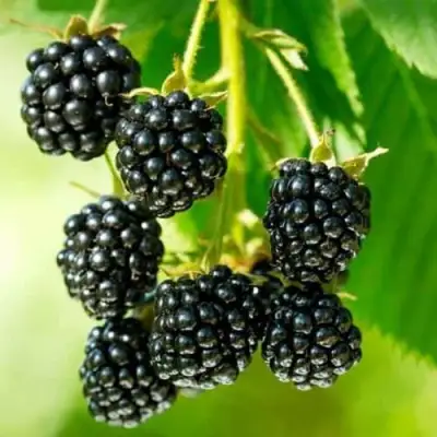 Ежевика КИТАНИНИ бесшипная  в Дзержинске