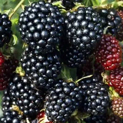 Ежевика ЭВЕРГРИН бесшипная  в Дзержинске