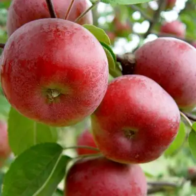 Яблоня ПОСПЕХ в Дзержинске