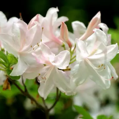 Азалия УАЙТ ЛАЙТС листопадная в Дзержинске