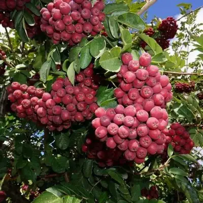 Рябина ТИТАН сладкоплодная  в Дзержинске