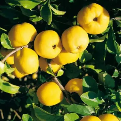 Айва ЦЕЗАРЬ в Дзержинске