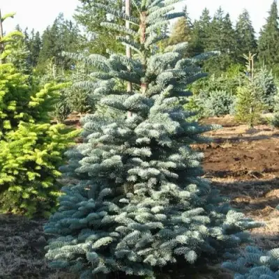 Пихта благородная в Дзержинске