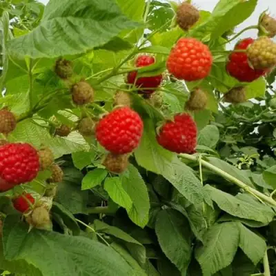 Малина КВЕЛЛИ в Дзержинске