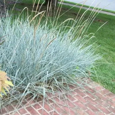 Элимус БЛЮ ДЮН песчаный в Дзержинске