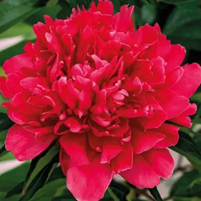 Пион ГЕНЕРАЛ МАК-МАГОН травянистый в Дзержинске