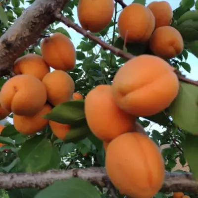 Абрикос ГОЛД РИЧ в Дзержинске