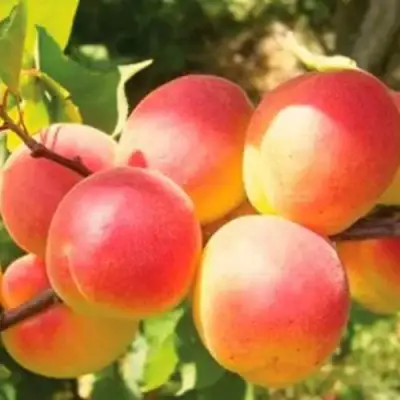 Абрикос NJA-19 в Дзержинске