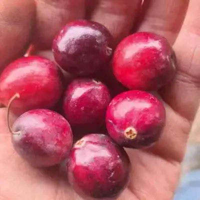 Клюква БАИН 6 в Дзержинске