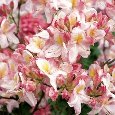 Азалия САТОМИ японская в Дзержинске