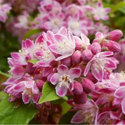 Дейция СТРОБЕРРИ ФИЛДС  в Дзержинске