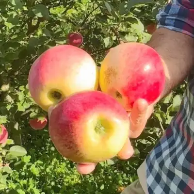 Яблоня КУЛИКОВСКОЕ в Дзержинске