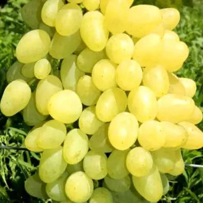 Виноград ЗАРНИЦА в Дзержинске