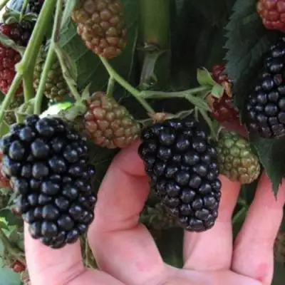 Ежевика НЕБЕСА МОГУТ ПОДОЖДАТЬ бесшипная  в Дзержинске