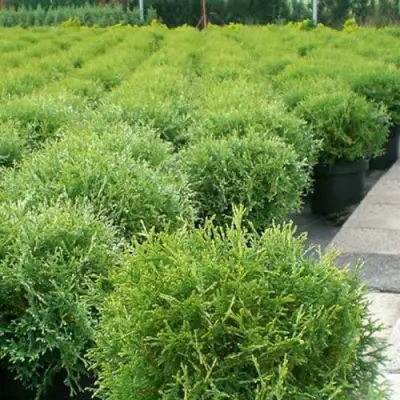 Туя ТИНИ ТИМ западная в Дзержинске